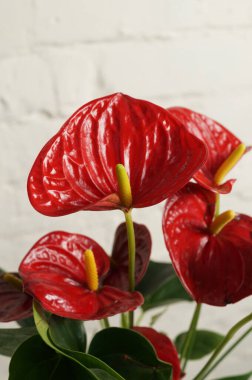 Arka planda beyaz bir tencerede bulunan Anthurium.