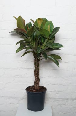 Arka planda beyaz bir tencerede boru.