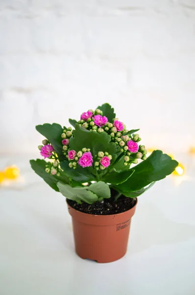 Eine Vase Gefüllt Mit Kalanchoe — Stockfoto