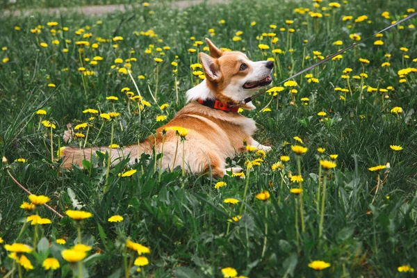 Joyeux Chien Corgi Assis Dans Les Pissenlits Dans Herbe Souriant Photos De Stock Libres De Droits