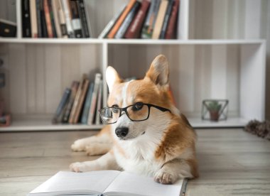 Gözlüklü Corgi bir kitap okuyor.