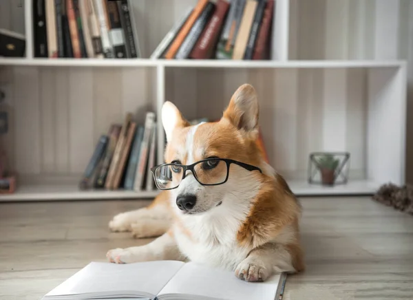 Corgi chien dans des lunettes couché lire un livre Photo De Stock
