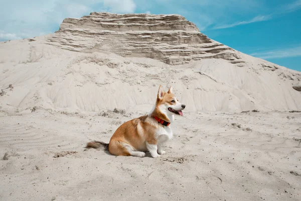 Chien assis dans du sable blanc avec un ciel bleu sur le fond Photo De Stock