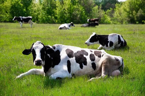 Vache noire et blanche couchée en troupeau de plein champ Images De Stock Libres De Droits