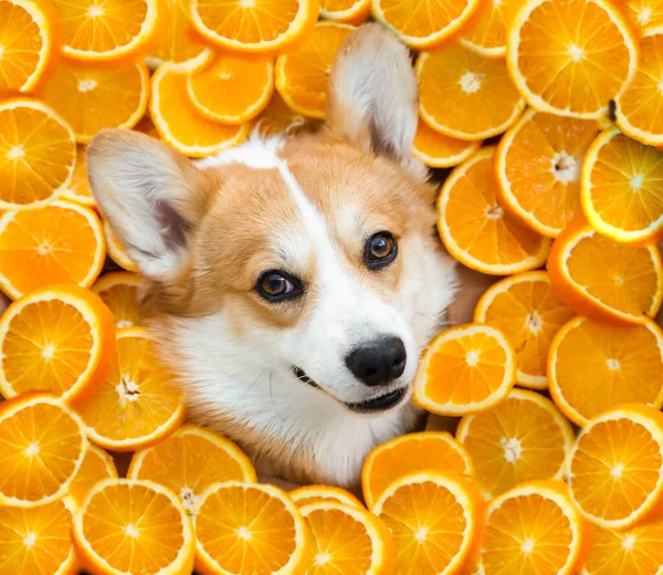 Chiens corgi drôle tête dans les oranges Photos De Stock Libres De Droits