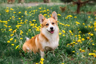 Mutlu Corgi köpeği baharda çimenlerde karahindibada oturmuş gülümsüyor.