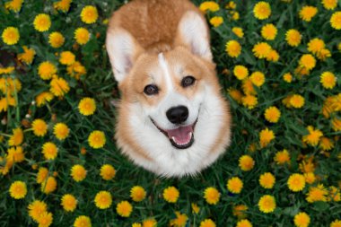Mutlu Corgi köpeği baharda çimenlerde karahindibada oturmuş gülümsüyor.