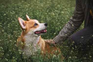 Sadık dostu köpek Corgi çimenlerde oturuyor ve onu okşuyor.