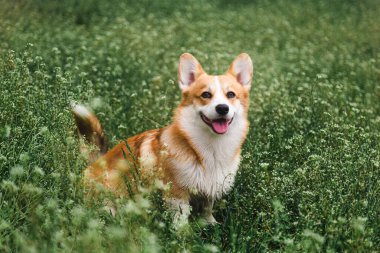 Güzel kırmızı, mutlu Corgi köpeği çimenlerde oturmuş baharda gülümsüyor.
