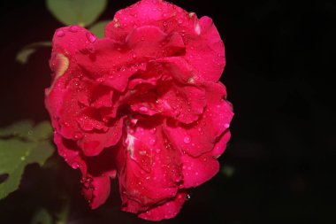 Kırmızı renkli gül çiçeği.