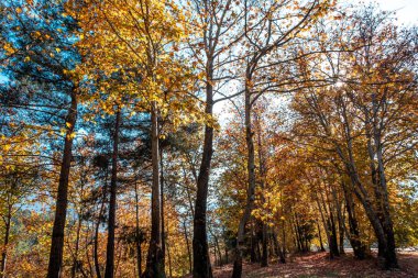 Beleşti 'de sonbahar fotoğrafı, portakal yaprakları ve mavi gökyüzü, Adana, Türkiye