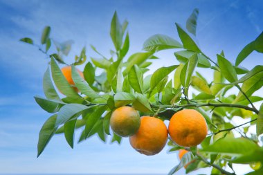 Tangerines or oranges on citrus tree, sky is blue with sunshine