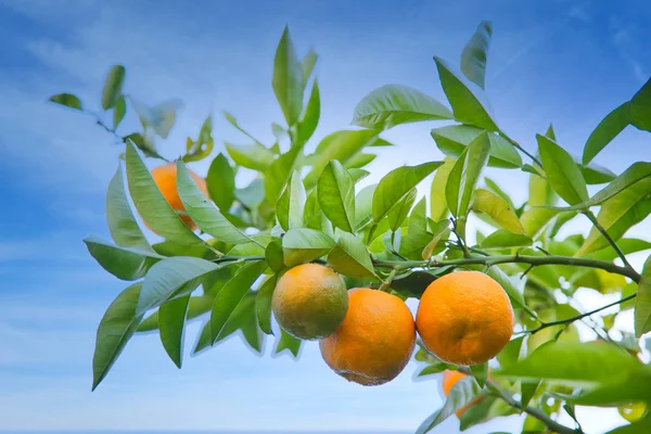 Tangerines or oranges on citrus tree, sky is blue with sunshine