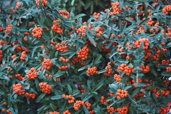 Duindoorn Ook Wel Zeebaars Genoemd Kleur Van Plant Prachtig Oranje — Stockfoto