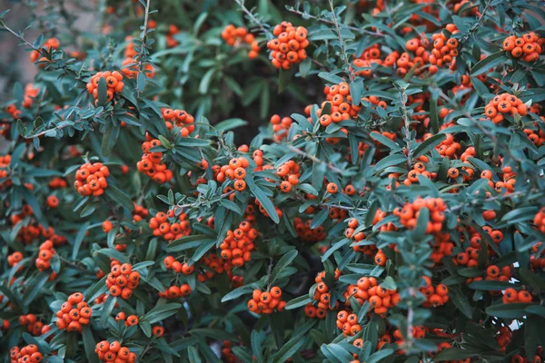 Sea Buckthorn Known Seaberry Plant Color Beauty Orange — Stock Photo, Image