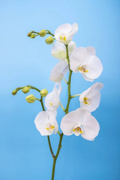 Orchidea Fiore Vicino Macro Foto Del Fiore Del Orchid Idea — Foto Stock