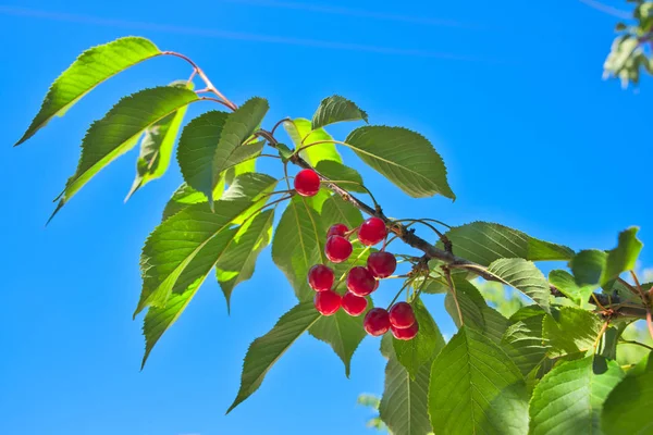 Sour cherry, sour cherries on tree branch