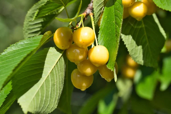 Cerezas Amarillas Rama Cerezo Imágenes De Stock Sin Royalties Gratis