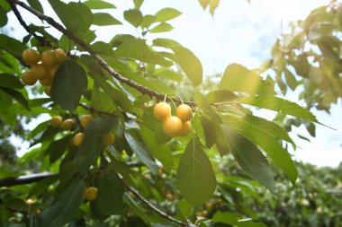 Kiraz ağacının dalında sarı kirazlar