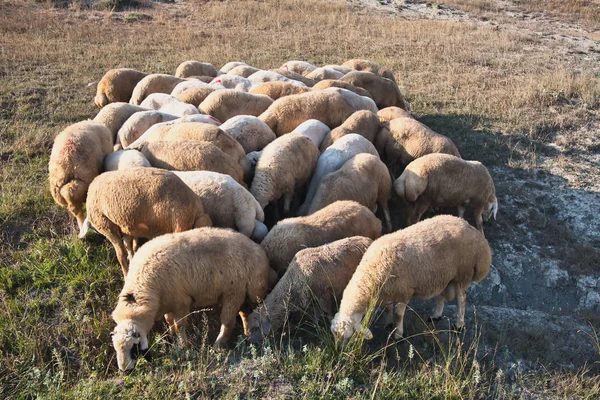 Sheeps are eating grass in the pasture, sheeps on the grass yard