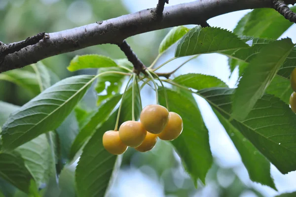 Yellow Cherries Branch Cherry Tree Stock Image