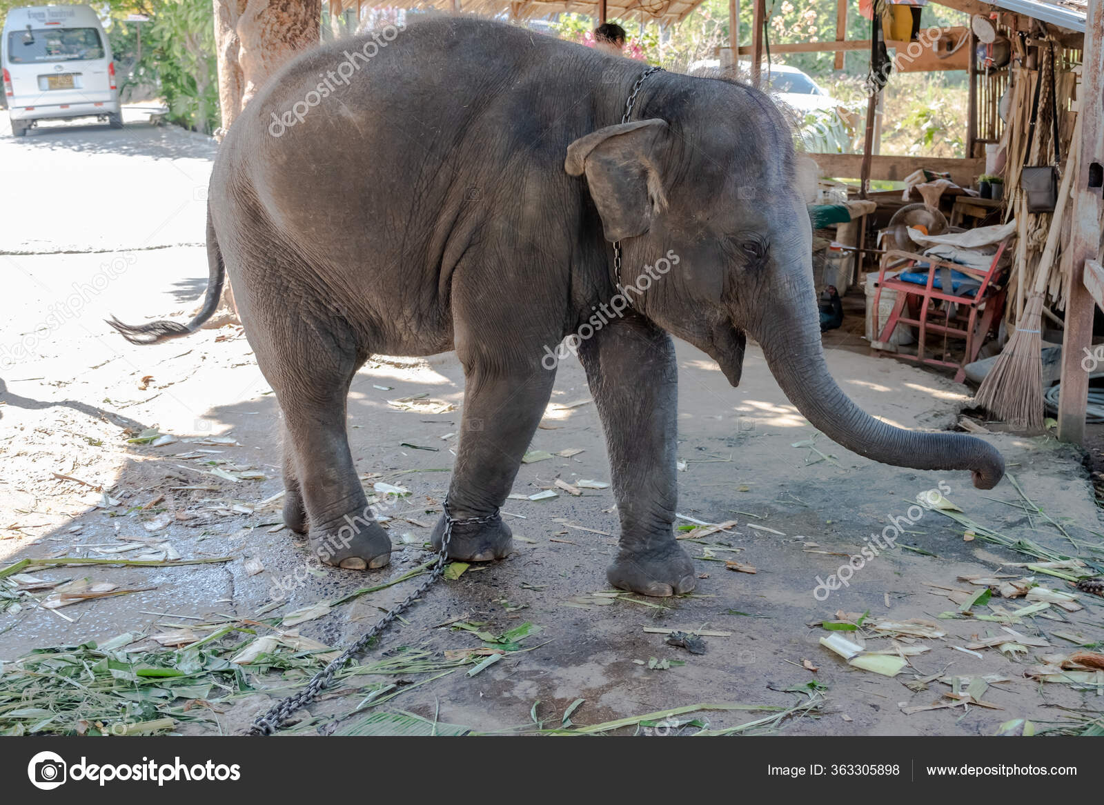 Baby Elephant Foot Chained Baby Elephant — Stock Photo © roanworks