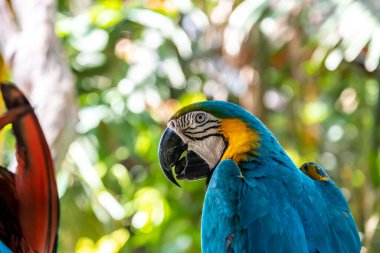 Kızıl papağan, gerçek papağan olarak bilinen bu kuşun adıdır ve bilimsel adı da psittacoidea 'dır.