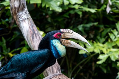 Daldaki büyük boynuzlu kuş, daldaki tropikal Hint boynuzlu kuşu