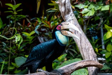 Daldaki büyük boynuzlu kuş, daldaki tropikal Hint boynuzlu kuşu