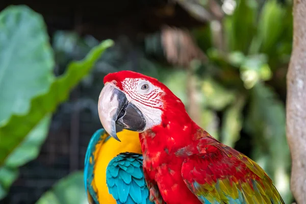 Scarlet Macaw Name Bird Known True Parrot Scientific Name Psittacoidea — Stock Photo, Image