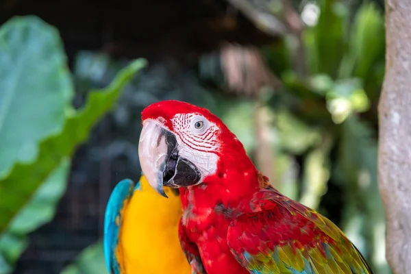 Arara Escarlate Nome Deste Pássaro Conhecido Como Papagaio Verdadeiro Nome — Fotografia de Stock