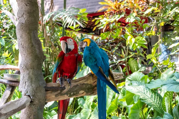 Scarlet Macaw Namnet Denna Fågel Känd Som Sann Papegoja Och — Stockfoto