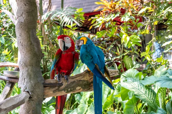 Arara Escarlate Nome Deste Pássaro Conhecido Como Papagaio Verdadeiro Nome — Fotografia de Stock