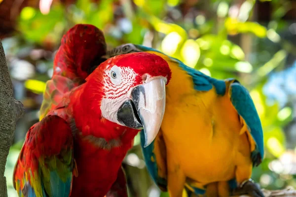 Scarlet Macaw Namnet Denna Fågel Känd Som Sann Papegoja Och — Stockfoto