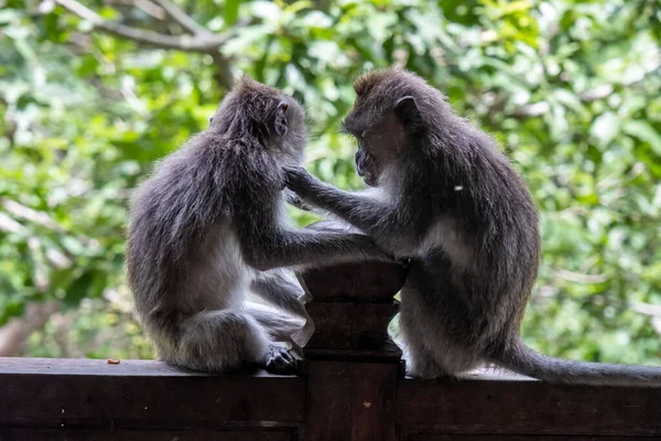Granchio Che Mangia Scimmie Macaco Rimuovere Lendini Pidocchi Dalla Loro — Foto Stock