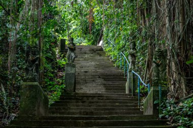 Banyan ağaçlarında egzotik merdivenler, Ubud 'daki bu merdivenler, Bali Adası, Endonezya