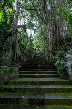 Banyan ağaçlarında egzotik merdivenler, Ubud 'daki bu merdivenler, Bali Adası, Endonezya
