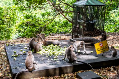 Ubud, Bali / Endonezya - 7 Şubat 2020: Kutsal Maymun Ormanı Tapınağı, Bali Adası 'nın Ubud eyaletinde en popüler yer