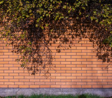Sonbaharda gül çalısıyla sarmalanmış tuğla duvar