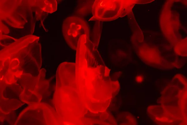 Много Прозрачной Красной Медузы Черном Фоне — стоковое фото