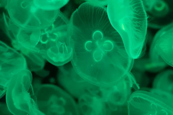 Lot Transparent Green Jellyfish Black Background — Stock Photo, Image