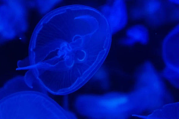 Sacco Meduse Blu Trasparenti Uno Sfondo Nero — Foto Stock