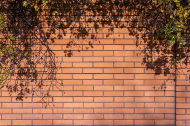 Sonbaharda gül çalısıyla sarmalanmış tuğla duvar