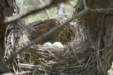 kuşlar yuva yumurta