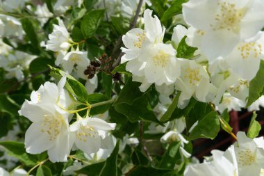 Güneşli bir günde yasemin dalları açıyor