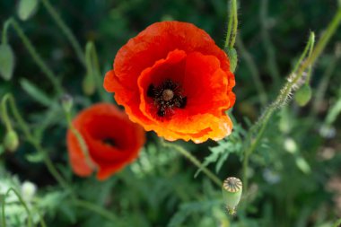 Kırmızı haşhaş alan yakın çekim