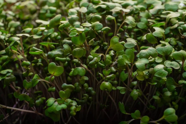 Sementes de repolho germinadas fechar — Fotografia de Stock