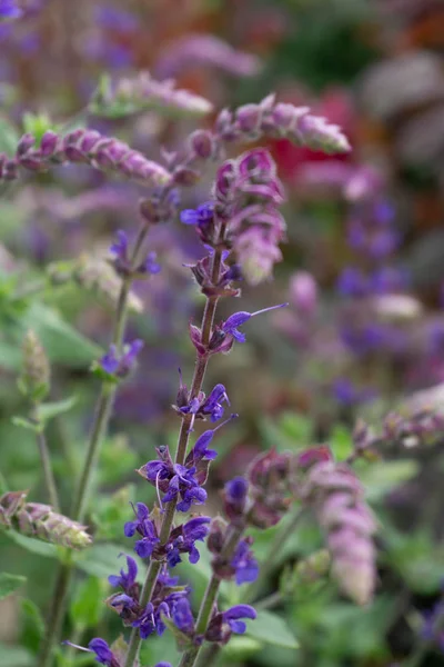 Fiori Selvatici Viola Rosa Con Foglie — Foto Stock