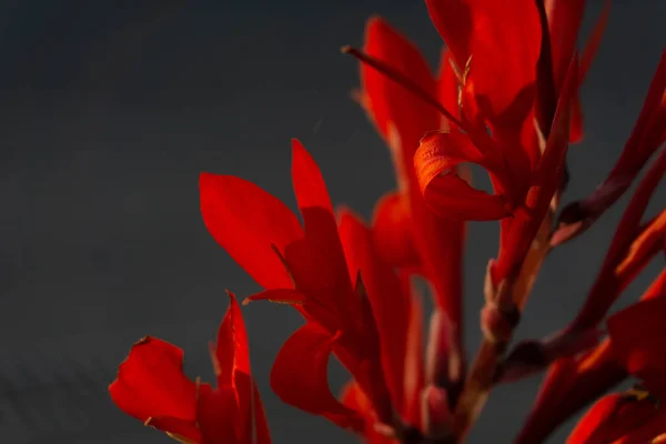 Czerwone Kwiaty Canna Zbliżenie Niewyraźne Tło — Zdjęcie stockowe