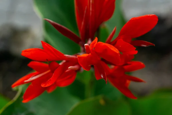 Rosso Canna Fiori Primo Piano Con Sfondo Sfocato — Foto Stock